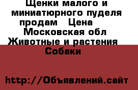 Щенки малого и миниатюрного пуделя продам › Цена ­ 1 - Московская обл. Животные и растения » Собаки   